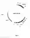 Fig. 08 - Synthesis of long-chain polyunsaturated fatty acids by recombinant cells