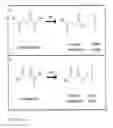 Fig. 12 - Compositions and methods for 3-hydroxypropionate bio-production from biomass
