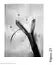 Fig. 24 - SURGICAL INSTRUMENT AND METHOD
