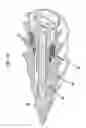 Fig. 61 - MEDICAL DEVICE AND PROCEDURE FOR ATTACHING TISSUE TO BONE