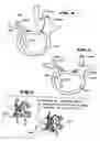 Fig. 04 - Facet arthroplasty devices and methods