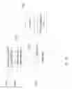 Fig. 16 - Mobile content cross-inventory yield optimization