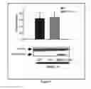 Fig. 05 - Predictive radiosensitivity network model