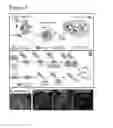 Fig. 04 - COMPOSITIONS FOR LABELING AND IDENTIFYING AUTOPHAGOSOMES AND METHODS FOR MAKING AND USING THEM