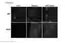 Fig. 09 - COMPOSITIONS FOR LABELING AND IDENTIFYING AUTOPHAGOSOMES AND METHODS FOR MAKING AND USING THEM
