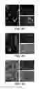 Fig. 07 - Immunogenic peptides