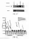 Fig. 18 - Immunogenic peptides
