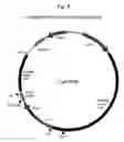 Fig. 05 - METHOD FOR INTRODUCING MUTANT GENE, GENE HAVING MUTATION INTRODUCED THEREIN, CASSETTE FOR INTRODUCING MUTATION, VECTOR FOR INTRODUCING MUTATION, AND KNOCK-IN NON-HUMAN MAMMALIAN ANIMAL