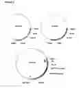 Fig. 06 - Gene targeting in plants using a chimeric multi domain recombination protein