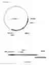 Fig. 09 - Gene targeting in plants using a chimeric multi domain recombination protein