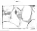 Fig. 17 - Methods and compositions for targeting sequences of interest to the chloroplast