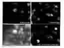 Fig. 01 - Chimeric promoters and methods of use