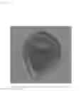 Fig. 13 - Phytophthora Nejat-Spina