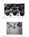 Fig. 42 - Phytophthora Nejat-Spina