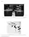 Fig. 43 - Phytophthora Nejat-Spina