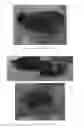 Fig. 46 - Phytophthora Nejat-Spina