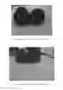Fig. 48 - Phytophthora Nejat-Spina