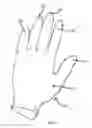 Fig. 02 - Glove with a particularized electro-conductivity feature