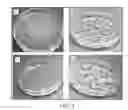 Fig. 04 - Methods and media formulations for large-scale and efficient micropropagation of bio-energy grasses
