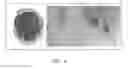 Fig. 05 - Methods and media formulations for large-scale and efficient micropropagation of bio-energy grasses