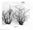 Fig. 09 - Methods and media formulations for large-scale and efficient micropropagation of bio-energy grasses