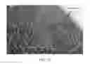 Fig. 11 - Methods and media formulations for large-scale and efficient micropropagation of bio-energy grasses