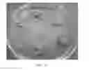 Fig. 12 - Methods and media formulations for large-scale and efficient micropropagation of bio-energy grasses