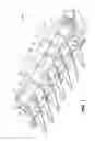 Fig. 02 - Crop Capturing Member for Corn Header with Gathering Auger