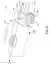 Fig. 29 - Security device for ring products