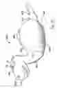 Fig. 42 - Animal toy with squeaker