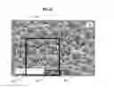 Fig. 06 - PARTICLES WITH CHARGED SURFACE DOMAINS