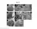 Fig. 15 - PARTICLES WITH CHARGED SURFACE DOMAINS