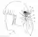 Fig. 01 - Hair Holder