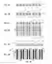 Fig. 03 - Sea-of-fins structure on a semiconductor substrate and method of fabrication