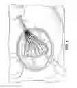 Fig. 02 - Wonder spatula