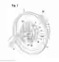 Fig. 02 - DC motor having a unique winding structure