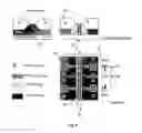 Fig. 07 - Circuit architecture for electro-optic modulation based on free carrier dispersion effect and the waveguide capacitor structures for such modulator circuitry using CMOS or bi-CMOS process