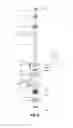 Fig. 10 - Sample aspirating apparatus and sample analyzer