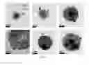 Fig. 22 - Method For The Manufacture Of Nanoparticle Complexes And Triblock Polymer Ligands And Products Thereof