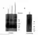 Fig. 01 - T CELL COSTIMULATING POLYPEPTIDES AND USES THEREOF