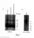 Fig. 02 - T CELL COSTIMULATING POLYPEPTIDES AND USES THEREOF