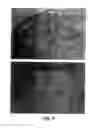 Fig. 06 - T CELL COSTIMULATING POLYPEPTIDES AND USES THEREOF