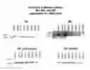 Fig. 01 - Influenza virus vaccine composition and methods of use