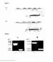 Fig. 08 - LIVE ATTENUATED VACCINES