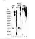 Fig. 09 - LIVE ATTENUATED VACCINES