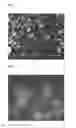 Fig. 02 - Dry Powder Formulations, Vaccines and Methods