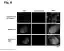 Fig. 09 - Composition comprising silver nanoparticles and extracts of Polygonum Multiforum Thunb and the use thereof