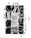Fig. 06 - MULTIPHASIC MICROFIBERS FOR SPATIALLY GUIDED CELL GROWTH