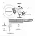 Fig. 01 - Compositions and methods for wound healing