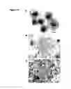 Fig. 20 - Compositions and methods for wound healing